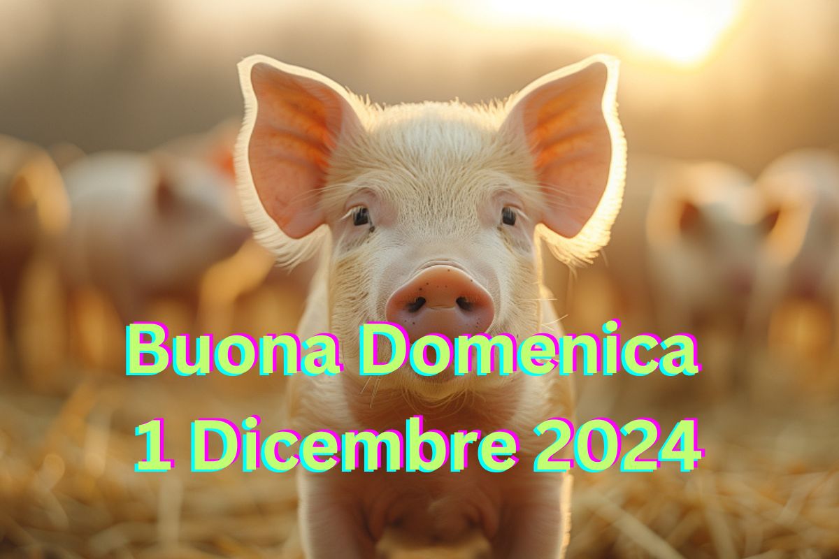 Buona Domenica 1 Dicembre 2024 Da condividere via Whatsapp